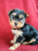 Photo №1. yorkshire terrier - for sale in the city of Linz | Is free | Announcement № 98107