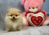 Photo №4. I will sell pomeranian in the city of Riga. private announcement - price - 332$