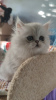 Photo №1. persian cat - for sale in the city of Odessa | 18$ | Announcement № 50587
