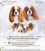 Photo №1. cavalier king charles spaniel - for sale in the city of Daugavpils | negotiated | Announcement № 94544