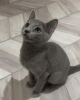 Photo №1. russian blue - for sale in the city of Riga | negotiated | Announcement № 89591