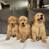 Photo №2 to announcement № 84233 for the sale of golden retriever - buy in Finland private announcement