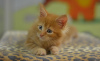 Photo №1. maine coon - for sale in the city of New York | 300$ | Announcement № 118045