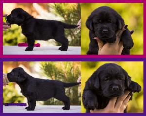 Additional photos: Gorgeous labrador retriever pups FCI