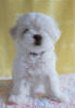 Photo №2 to announcement № 57265 for the sale of maltese dog - buy in Ukraine from nursery