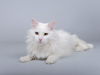 Photo №2 to announcement № 69496 for the sale of turkish angora - buy in Russian Federation private announcement