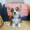 Photo №1. welsh corgi - for sale in the city of Atlanta | 300$ | Announcement № 107203