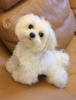 Photo №1. bichon frise - for sale in the city of Stockholm | negotiated | Announcement № 64926