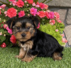 Photo №2 to announcement № 115291 for the sale of yorkshire terrier - buy in United States 