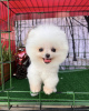 Photo №1. pomeranian - for sale in the city of Калифорния Сити | 400$ | Announcement № 70795