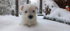 Additional photos: Best West Highland White Terrier puppies for sale