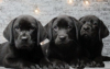 Additional photos: Gorgeous Labradors