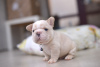 Photo №1. french bulldog - for sale in the city of Minsk | 3000$ | Announcement № 125292