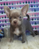 Photo №2 to announcement № 8858 for the sale of chihuahua - buy in France private announcement