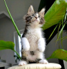 Photo №1. maine coon - for sale in the city of Франкфурт-на-Майне | 634$ | Announcement № 120784