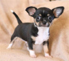 Photo №1. chihuahua - for sale in the city of Berlin | 100$ | Announcement № 100167