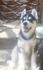 Photo №1. siberian husky - for sale in the city of Voronezh | 675$ | Announcement № 11619
