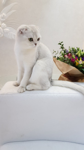 Photo №1. scottish fold - for sale in the city of Nizhny Novgorod | negotiated | Announcement № 5941