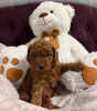 Photo №2 to announcement № 83069 for the sale of poodle (toy) - buy in Serbia breeder