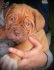 Photo №3. Dogue De Bordeaux Puppies .. Ireland