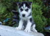 Photo №1. siberian husky - for sale in the city of Los Angeles | negotiated | Announcement № 81571