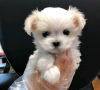 Photo №4. I will sell maltese dog in the city of Amsterdamscheveld. breeder - price - 208$