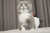 Photo №1. british shorthair - for sale in the city of Berlin | Is free | Announcement № 95075