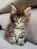 Photo №1. maine coon - for sale in the city of New York | negotiated | Announcement № 117691