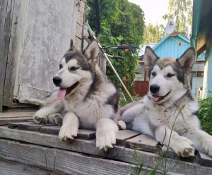 Photo №4. I will sell alaskan malamute in the city of St. Petersburg. from nursery - price - 130$