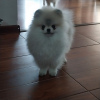Photo №2 to announcement № 96692 for the sale of pomeranian - buy in Latvia private announcement
