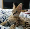 Photo №1. savannah cat - for sale in the city of Dededo | 700$ | Announcement № 92965