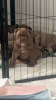 Photo №1. non-pedigree dogs - for sale in the city of Armadale | 2008$ | Announcement № 104707