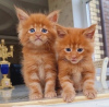 Photo №1. maine coon - for sale in the city of Амстердам | 1$ | Announcement № 75724