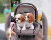 Photo №4. I will sell cavalier king charles spaniel in the city of Florida. breeder - price - 380$