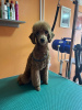 Photo №1. poodle (toy) - for sale in the city of Нови Сад | Is free | Announcement № 114784