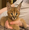 Photo №2 to announcement № 99687 for the sale of caracal - buy in United Kingdom private announcement, from nursery, from the shelter