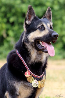 Additional photos: East European Shepherd Dog Puppy