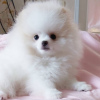 Photo №3. Beautiful Pomeranian puppies. Germany