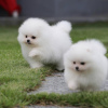 Photo №1. pomeranian - for sale in the city of Зеленоградск | 500$ | Announcement № 13441