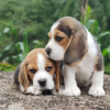 Photo №1. beagle - for sale in the city of Chemnitz | 450$ | Announcement № 127384