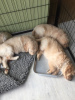 Photo №3. Golden Retriever Puppies available now with home delivery services. Netherlands