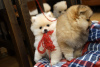 Photo №3. German Spitz. Sweden