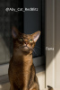 Additional photos: Abyssinian kitten boy Sorel from the cattery with documents