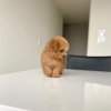 Photo №2 to announcement № 106824 for the sale of poodle (toy) - buy in Germany breeder