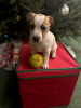 Photo №3. Jack Russell Terrier Puppies for adoption. Germany