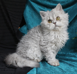 Photo №2 to announcement № 2303 for the sale of selkirk rex longhair - buy in Russian Federation private announcement, from nursery, breeder