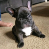 Photo №3. French bulldog puppies for sale,. Germany