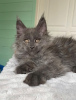 Photo №1. maine coon - for sale in the city of Florence | 300$ | Announcement № 99497