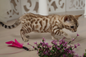 Photo №3. Bengal kitten. Russian Federation