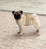 Photo №1. pug - for sale in the city of Jagodina | negotiated | Announcement № 70656